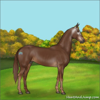 Horse Color:Gray Chestnut 