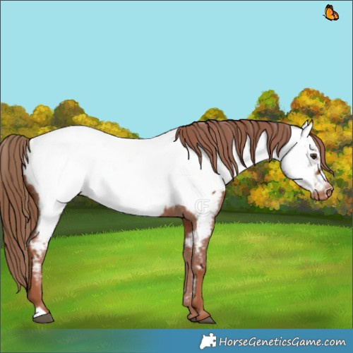 Horse Color:Chestnut Appaloosa 