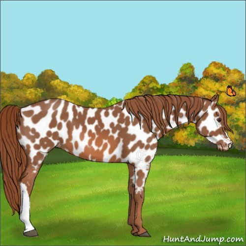 Horse Color:Chestnut Appaloosa 