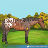 Horse Color:Bay Appaloosa  and Bay Appaloosa 