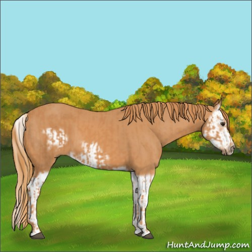 Horse Color:Chestnut Splash Frame and Chestnut Splash Frame