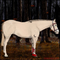 Horse Color:Perlino 