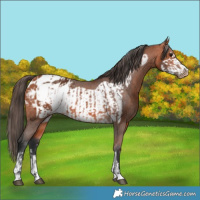 Horse Color:Bay Appaloosa  and Bay Frame Appaloosa 