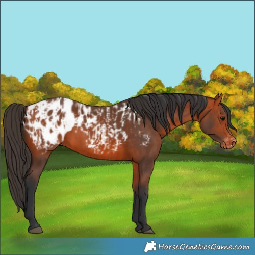 Horse Color:Bay Appaloosa  and Bay Appaloosa 