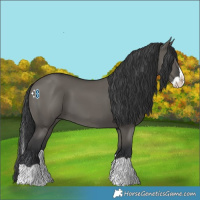 Horse Color:Grullo Splash 