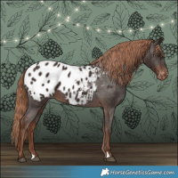 Horse Color:Liver Chestnut Appaloosa