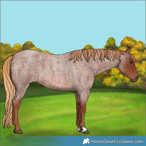 Horse Color:Red Roan 