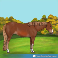 Horse Color:Chestnut 