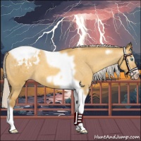 Horse Color:Gray Silver Amber Cream Champagne Roan Dun Splash Tobiano Frame Varnish Rabicano 
