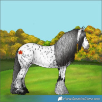 Horse Color:Gray Black Appaloosa