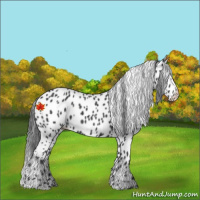 Horse Color:Black Appaloosa