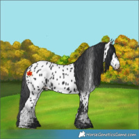 Horse Color:Black Appaloosa 