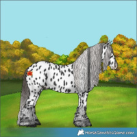 Horse Color:Black Appaloosa 
