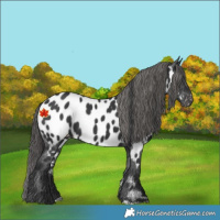 Horse Color:Black Near Leopard 