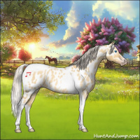 Horse Color:Gray Silver Amber Cream Champagne Roan Dun Splash Tobiano Frame Appaloosa Rabicano 
