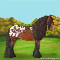 Horse Color:Bay Appaloosa 