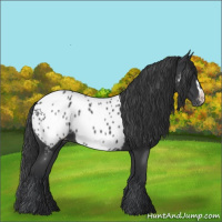 Horse Color:Blue Roan Appaloosa