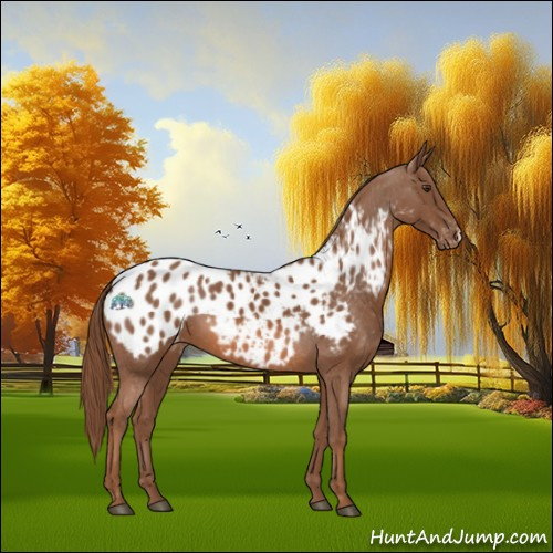 Horse Color:Chestnut Appaloosa