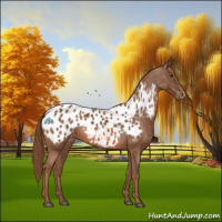 Horse Color:Chestnut Appaloosa
