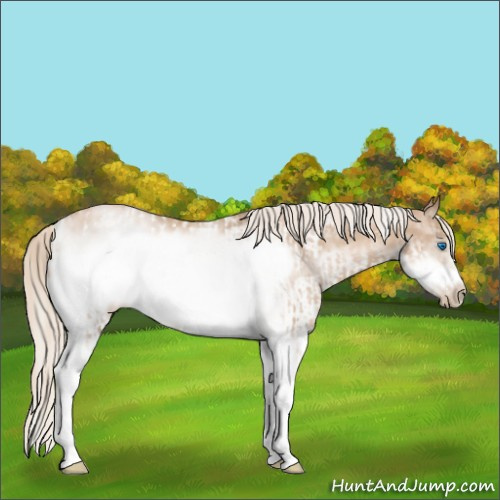 Horse Color:Chocolate Palomino Pearl Tobiano Frame and White Spotted Chocolate Palomino Pearl Frame