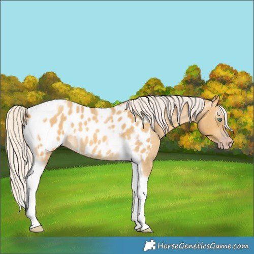 Horse Color:Gray Silver Amber Cream Champagne Roan Dun Splash Tobiano Frame Appaloosa Rabicano 