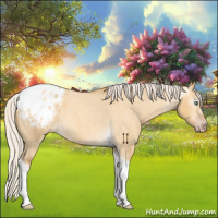 Horse Color:Gray Silver Amber Cream Champagne Roan Dun Splash Tobiano Frame Appaloosa Rabicano 