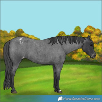 Horse Color:Blue Roan Appaloosa 