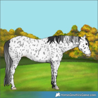 Horse Color:Blue Roan Appaloosa