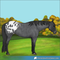 Horse Color:Blue Roan Appaloosa 