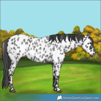 Horse Color:Blue Roan Near Leopard