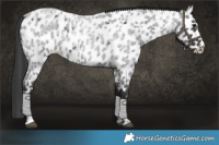 Horse Color:Blue Roan Appaloosa 
