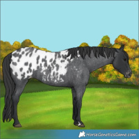 Horse Color:Blue Roan Appaloosa 