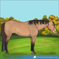 Horse Color:Bay Dun Splash 