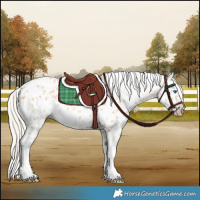 Horse Color:Gray Silver Amber Cream Champagne Roan Dun Splash Tobiano Frame Appaloosa Rabicano