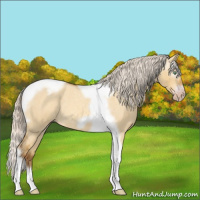 Horse Color:Gray Silver Amber Cream Champagne Roan Dun Splash Tobiano Frame Appaloosa Rabicano 