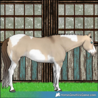 Horse Color:Buckskin Dun Splash Tobiano Frame 