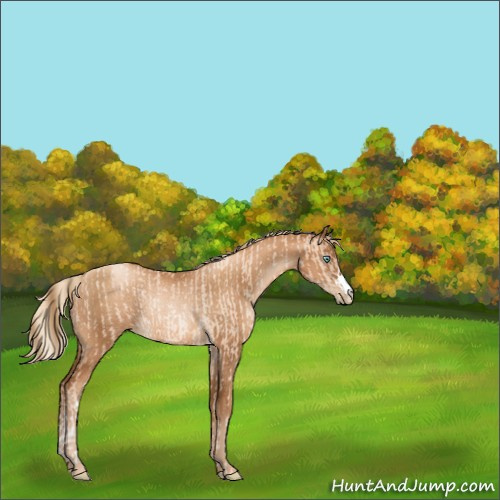 Horse Color:Gold Champagne Pearl Rabicano  and Gray Gold Champagne Pearl Rabicano 