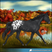 Horse Color:Black Appaloosa