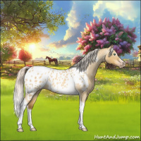 Horse Color:Gray Silver Amber Cream Champagne Roan Dun Splash Tobiano Frame Appaloosa Rabicano 