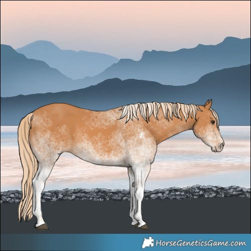 Horse Color:White Spotted Chestnut 