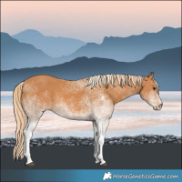 Horse Color:White Spotted Chestnut