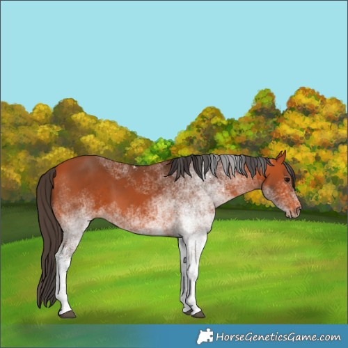 Horse Color:White Spotted Bay 