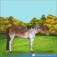 Horse Color:White Spotted Bay 