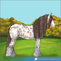 Horse Color:Amber Champagne Sabino Tobiano Leopard  and Amber Champagne Sabino Tobiano Leopard Rabicano 