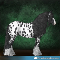 Horse Color:Black Appaloosa