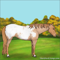 Horse Color:Red Roan Appaloosa 
