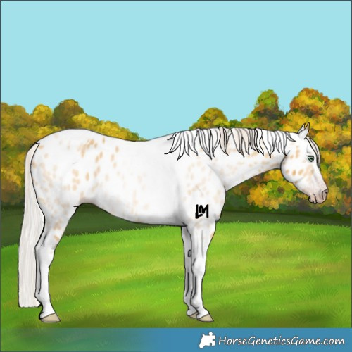 Horse Color:Gray Silver Amber Cream Champagne Roan Dun Splash Tobiano Frame Appaloosa Rabicano