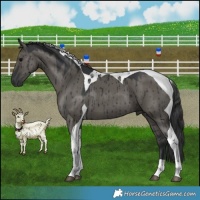 Horse Color:Grullo Tobiano Brindle 