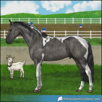 Horse Color:Grullo Tobiano Brindle