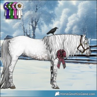 Horse Color:Gray Brown Appaloosa